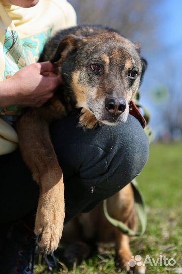 Собака Серхио бесплатно