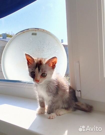 Котенок в добрые руки