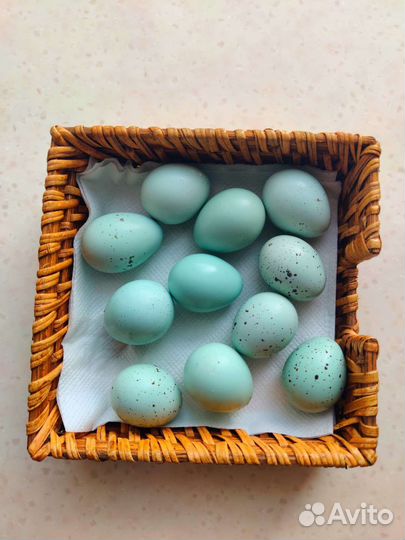 Перепелки селадоны