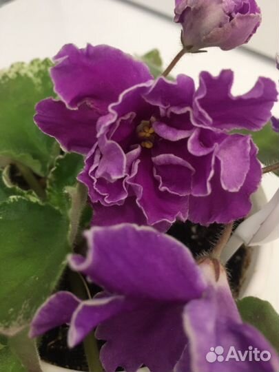 Фиалка Эллина