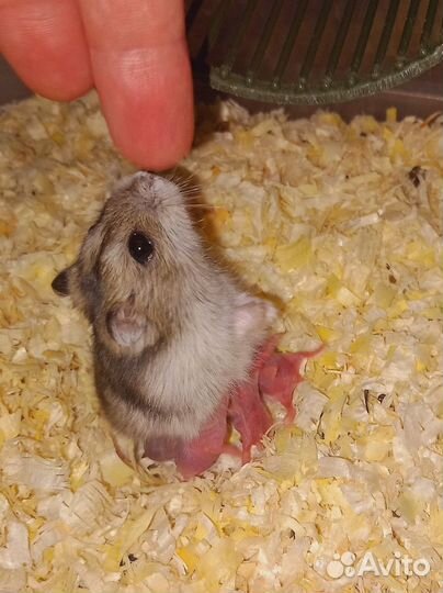 Сирийский хомяк