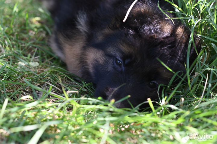 Немецкая овчарка