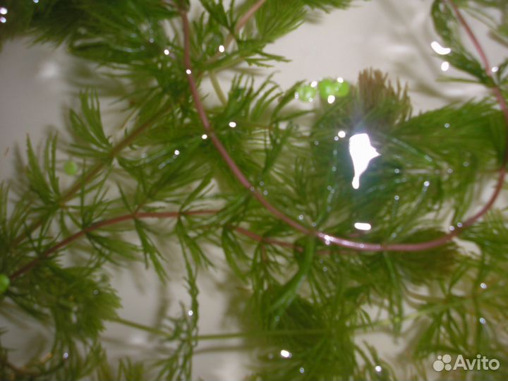 Креветки вишневые, растения