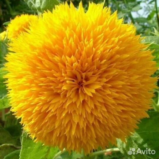 Подсолнух Медвежонок семена