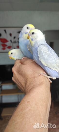 Птенцы волнистый попугай