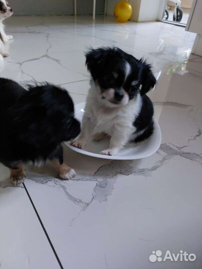 Чихуахуа малышка