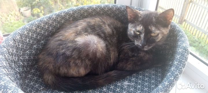 Отдам в добрые руки