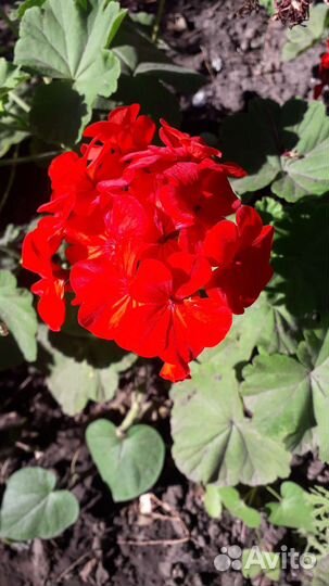 Герань белая. Герань красная. Глоксиния