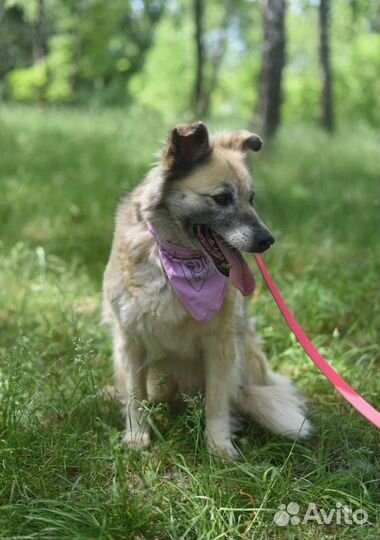 Волшебная собачка Букля из приюта