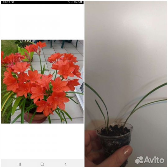 Цветы для дома и офиса (обмен)