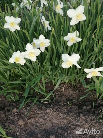 Луковицы нарциссов и мускари