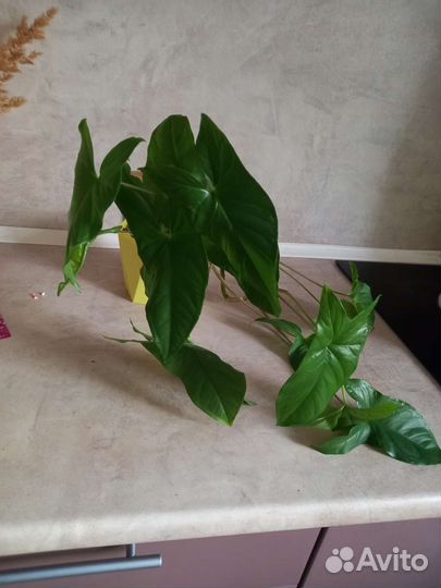 Комнатные цветы