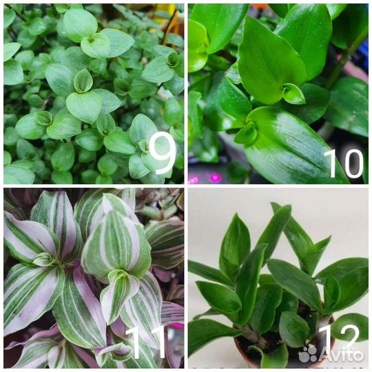 Традесканция 32 сортова Отправляю Сдеком