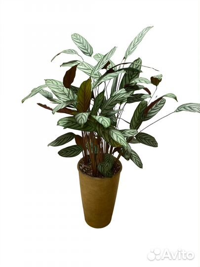 Ктенанта 130 см