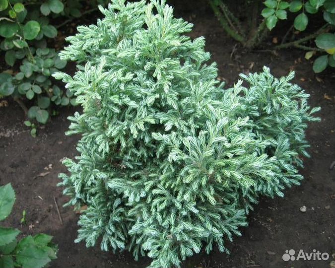 Необычные Хвойные растения - Alena.park