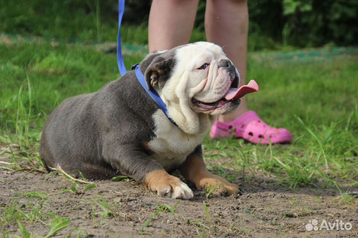 Английский бульдог