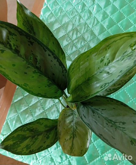 Аглаонема фридман