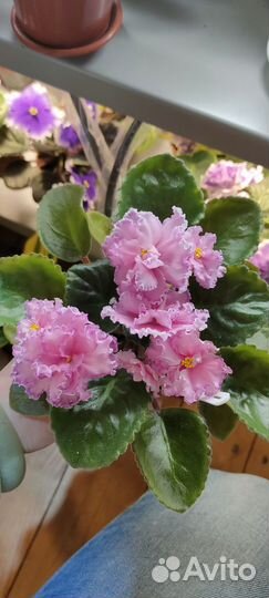 Сортовые фиалки разные