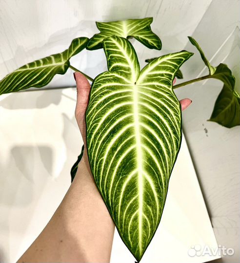 Ксантозома линдена