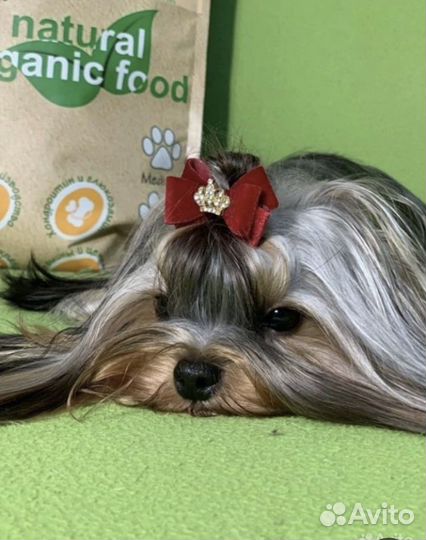 Йоркширский терьер Вязка