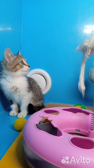 Котята девочки. Спасены с улицы