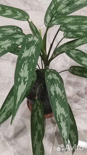 Комнатные растения. Аглаонема Трейба