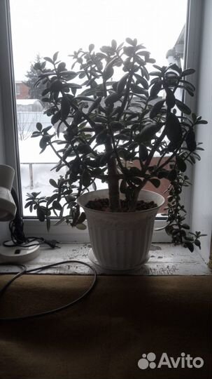 Комнатные цветы