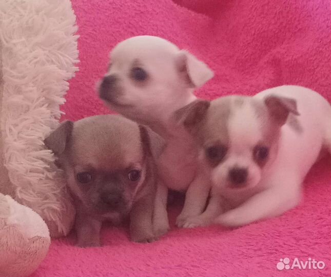 Щенки чихуахуа мини