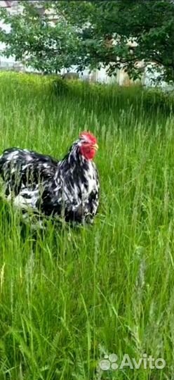 Инкубационное яйцо кохинхин стандарт