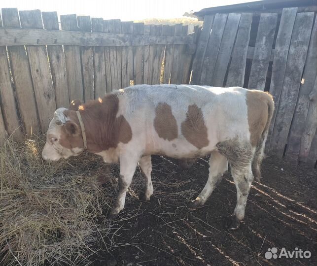 Бычки телята