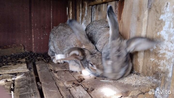 Кролики фландр