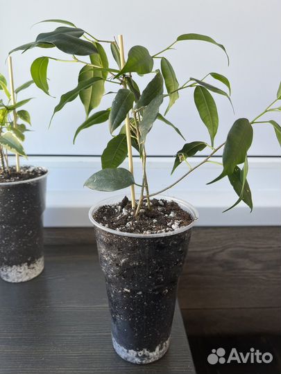 Фикус бенджамина