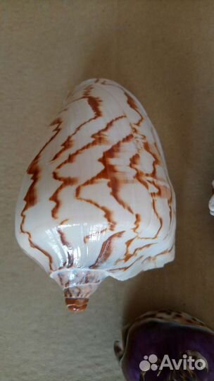 Морская ракушка