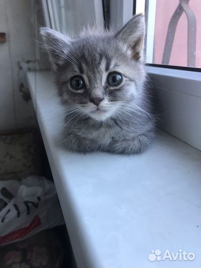 Котята ищут дом или передержку