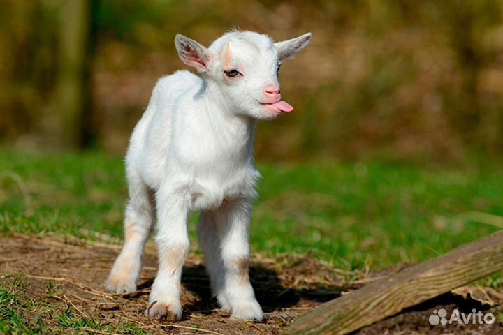 Продаю козленка