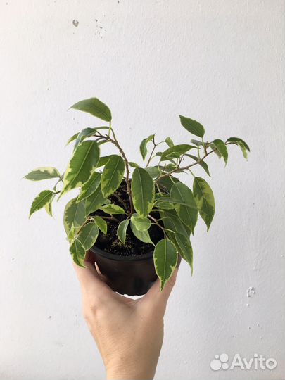 Фикус бенджамина кинки