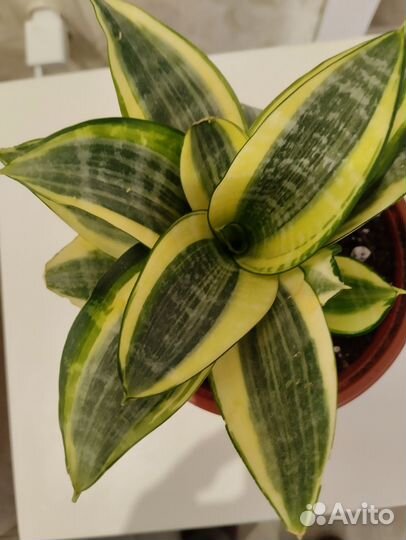 Сансевиерии сортовые