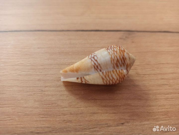 Морская раковина
