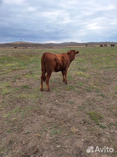 Телята телки