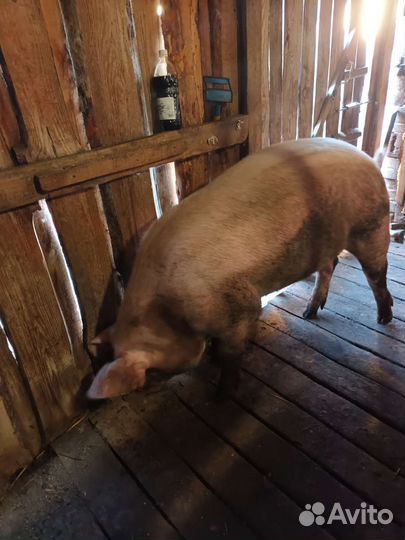 Продам хряка