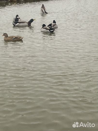 Утки дикие