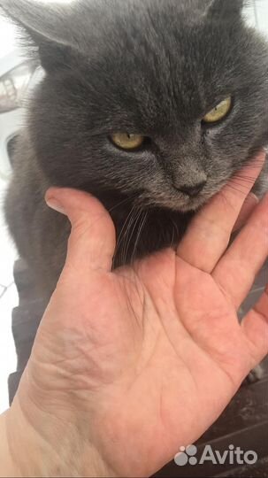 Дымчатый кот ищет дом