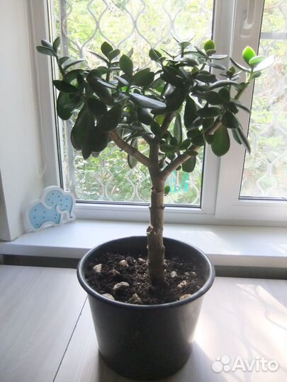 Комнатный цветок Толстянка (денежное дерево)