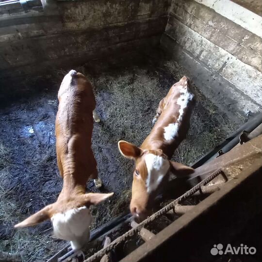 Скот продам