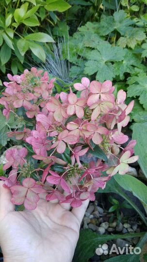 Гортензии метельчатые и древовидные