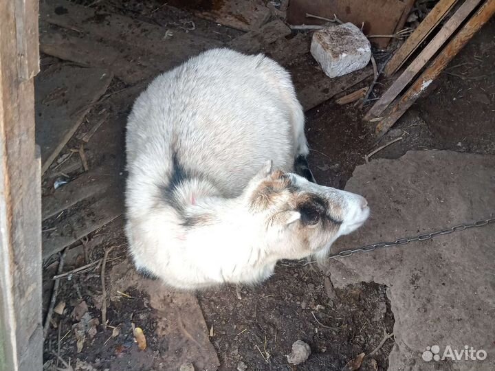 Продается коза