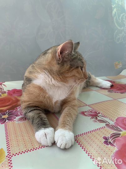 Кото- пчёлка