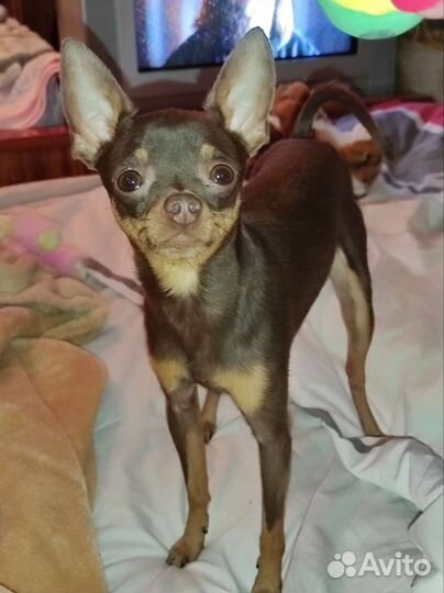 Той-терьер/собака/вязка