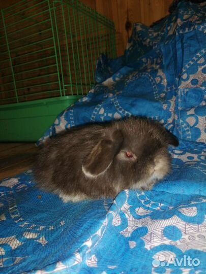 Карликовый кролик