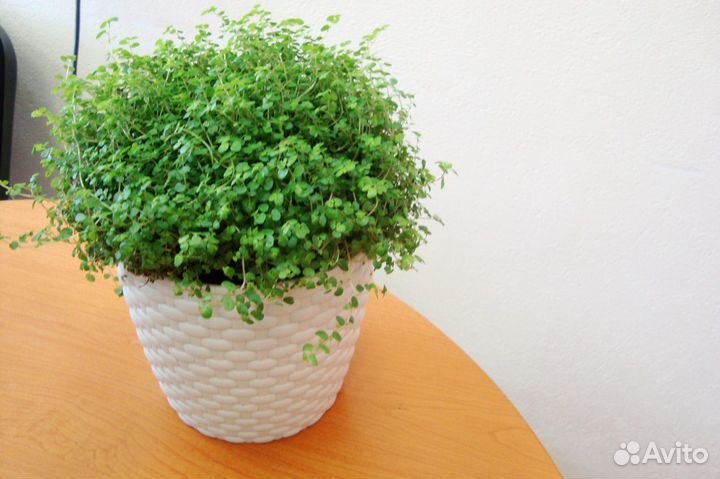 Солейролия